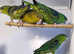 Baby Green Linolated Parakeets,16