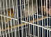 is anyone willing 2 pairs of canaries for pairs of canaries