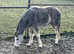Lovely 3 year old Ready to Break Great future prospect