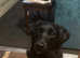 Labradoodle for sale