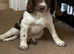 Stunning sprocker puppies