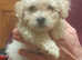 Poochon puppies boys & girls all colours for sale