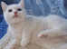 British shorthair x ragdoll