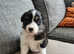 Australian Shepherd puppy's