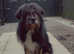 Chewbacca is a brilliant dog