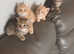 Persian x kitten's for sale.  1 male kittens left now
