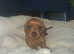 Stunning litter of kc dachshund puppies
