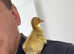 Runner Duck chicks