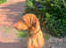 9 MONTH OLD VIZSLA