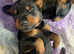European dobermans