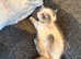 Full breed ragdoll