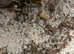 Scorpio Maurus. Golden desert scorpion