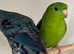 Beautiful pair of lineolated parakeets
