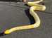 RETICULATED PYTHON