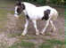 Cob colt to make 14.2