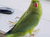 Stunning baby green Indian ringnick parrot