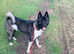 American Akita