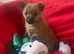Red Norfolk border x Chihuahua