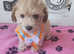 Maltipoo puppies F1