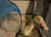 4 week old Indian Runner Duck