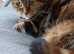 House cat looking for companion ADOPTED
