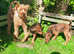 Irish terrier mix pups fairly smooth haired