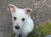 White German Shepard