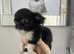 Tiny chihuahua pup