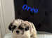 3 Beautiful boys shih tzu puppies for sale. They will be ready to leave 1st of June.