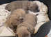 Rare blue/red staff pups
