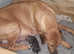 KC RHODESIAN RIDGEBACK PUPPIES