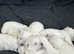 West highland terrier puppy for sale