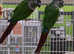 Stunning young conure parrot