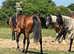 Safe chunky TB mare 15.2 6 years old allrounder in work project