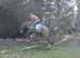 Beautiful liver chestnut Gelding