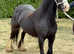 Stunning cob mare