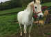 14.2 Registered Connemara Gelding Happy Hacker 18yrs old