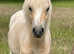 Pretty yearling colt