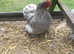 Lavender Pekin pair/ chicks also available