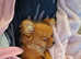 Minature Pomeranian for New Home - £850