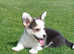 Pedigree NR Welsh Corgi Pembroke pups