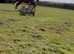 millie 16hh bay mare