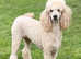 IRISH DOODLE Puppies - Licensed Breeder (Health Tested Parents)