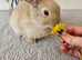 Mini lop bunnies for sale
