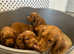 Red cocker spaniel puppies