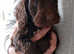 Cockapoo Puppies f1 show) last dark chocolate boy!!!!!.