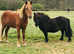 Standard Shetland for sale 10.2hh