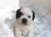 **1 BOY 1 GIRL SHIH TZU PUPPIES LEFT**
