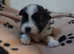 1 gorgeous boy left - shih tzu x bichon pups