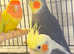 Very beautiful birds for sale